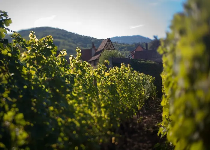 Jeanne Kaysersberg-Vignoble